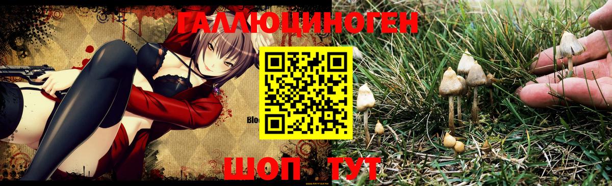 Псилоцибиновые грибы GOLDEN TEACHER  Галлюциногенные грибы Psilocybe  Вход с VPN  Гусиноозёрск 